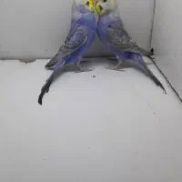 مرغ عشق رینبو رنگین کمانی با جوجه|پرنده|تهران, بهداشت|دیوار