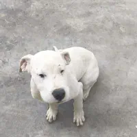 توله داگو|سگ|رباطکریم, شهرک صنعتی صباشهر|دیوار