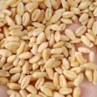 فروش گندم تمیز 60 کیلو