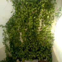 گرین وال گل هویا