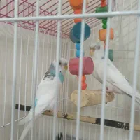 پرنده|پرنده|کهریزک, |دیوار