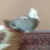 کبوتر شازده