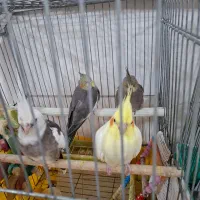 عروس هلندی|پرنده|صحنه, |دیوار