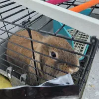 خرگوش لوپ بامزه و بازیگوش