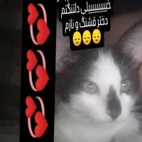 بچه گربه تاکسیدو گمشده