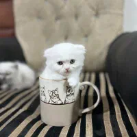 فروش گربه