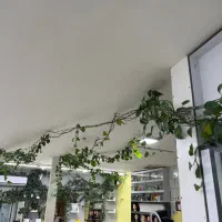 گل پتوس|گل و گیاه طبیعی|اصفهان, بیدآباد|دیوار