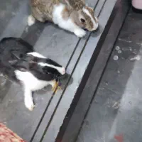 خرگوش