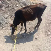 گاو|حیوانات مزرعه|درب بهشت, |دیوار