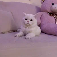 گربه نر آماده جفتگیری|گربه|اندیشه, اندیشه فاز ۱|دیوار