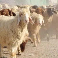 توجه*طرح مصرف خانوار*۳۰٪تخفیف بشرط گوسفند