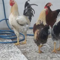 ۲۷ عدد مرغ و خروس که ۱۲ تای آنها خروسن