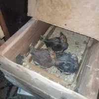 تعدادی عروس مولد و جوجه