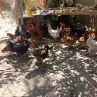 مرغ وخروس