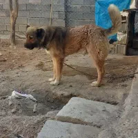 سگ نگهبان|سگ|خمین, |دیوار