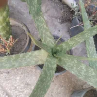 فروش گیاه آلوئه ورا توافقی به قیمت مناسب|گل و گیاه طبیعی|قم, زنبیل آباد|دیوار