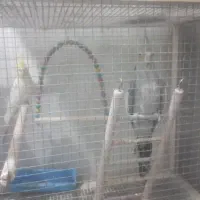 پرنده تزئینی|پرنده|تربت‌حیدریه, شهرک ولیعصر|دیوار