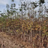 خرمالو گردو|گل و گیاه طبیعی|دلند, |دیوار