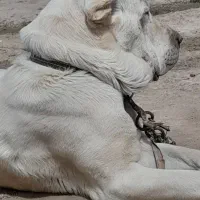 سگ .|سگ|زنجان, |دیوار