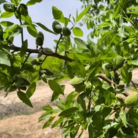 باغ گیلاس و باددام|فروش زمین و ملک کلنگی|اصفهان, آزادگان|دیوار