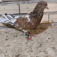 کبوتر|پرنده|بندر ماهشهر, |دیوار