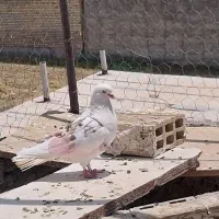 کبوتر