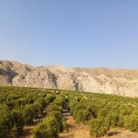 سفیدکار میخوام