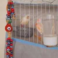 قناری اورجینال موزائیکی جفت خوشگل