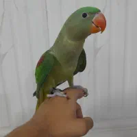 شاه طوطی شاه تخم تازه دونخور فول دستی