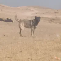 سگ سرابی گله ای