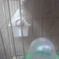 فنچ به شرط جوجه