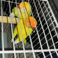 طوطی برزیلی فیشر مولد|پرنده|دره شهر, |دیوار