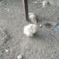 سگ پاکوتاه|سگ|بشاریات, |دیوار