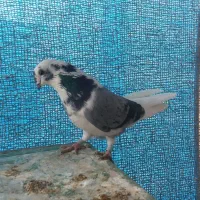 فروش ۳ عدد ماده|پرنده|اصفهان, باغ فدک|دیوار