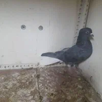 کبوتر دم سفید و طوق همدانی