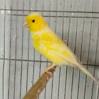 قناری نر قرص بخون و ماده