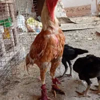 مرغ خروس لاری اصیل ب فروش می رسد