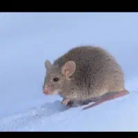 ریشه کنی ساس|خدمات نظافت|کیش, |دیوار