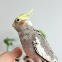 فروش عروس هلندی|پرنده|بومهن, |دیوار