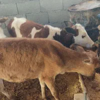 گوساله ماده ۳راس|حیوانات مزرعه|کوهدشت, |دیوار