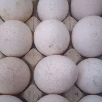 تخم بوقلمون