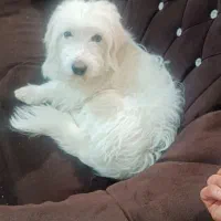 واگذای رایگان