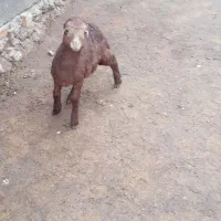 یک عد بره ماده خوش گل