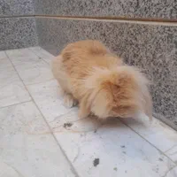 خرگوش لپی