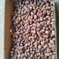 قصب|خوردنی و آشامیدنی|برازجان, |دیوار