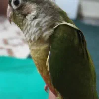 طوطی گرینیچک|پرنده|اهواز, کوی علوی|دیوار