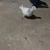 ماکت کبوتر|کلکسیون اشیاء عتیقه|قائن, |دیوار