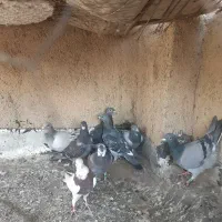 جوجه پلاکی|پرنده|همدان, |دیوار