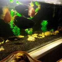 معاوضه با قناری و مرغ عشق