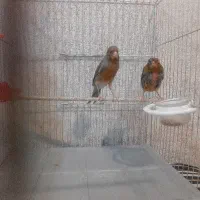 دوتا قناری ماده فوق مست سوخته اماده معاوضه و فروش